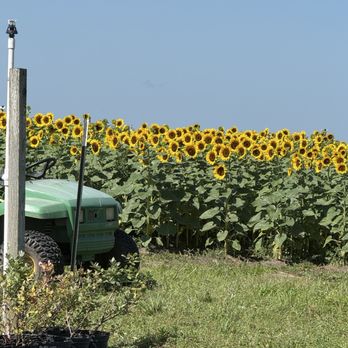 Southern Hill Farms - Fruits & Veggies Near Me - Clermont, Florida Southern Hill Farms - Fruits & Veggies Near Me - Clermont, Florida
