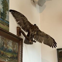 Taxidermied hawk on display...not quite sure if it's legal to have that! Taxidermied hawk on display...not quite sure if it's legal to have that!