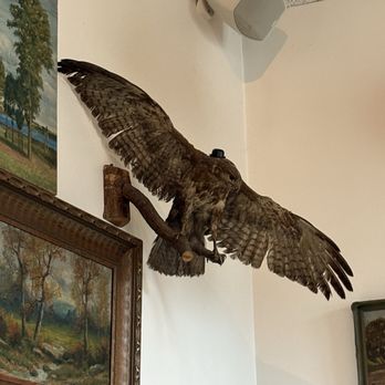 Fern Bar - Taxidermied hawk on display...not quite sure if it's legal to have that! - Bars Near Me - Sebastopol, California Fern Bar - Taxidermied hawk on display...not quite sure if it's legal to have that! - Bars Near Me - Sebastopol, California