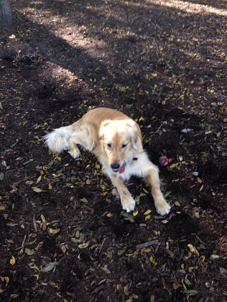 POST PARK DOG PARK Updated July 2024 Chartwell Road and MacDonald