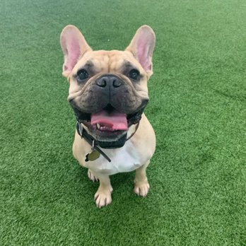 Dog Den - Bandit - Pet Groomers Near Me - Anaheim, California Dog Den - Bandit - Pet Groomers Near Me - Anaheim, California