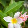 San Diego Botanical Garden Gala: A Stroll Around The World gift card