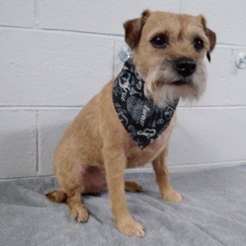 Pups Parlor - Pet Groomers Near Me - Portland, Oregon Pups Parlor - Pet Groomers Near Me - Portland, Oregon