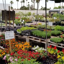 A & P Nurseries & Lawn Mower Shop - Back area