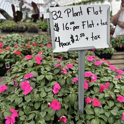 Gancarz Farm & Greenhouse - Flats of impatiens