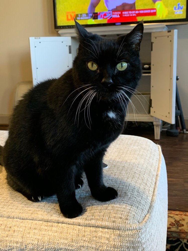 HEALING HANDS MOBILE VETERINARY SERVICE Updated September 2024 22