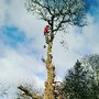 Photo of Owen Akers Tree Services