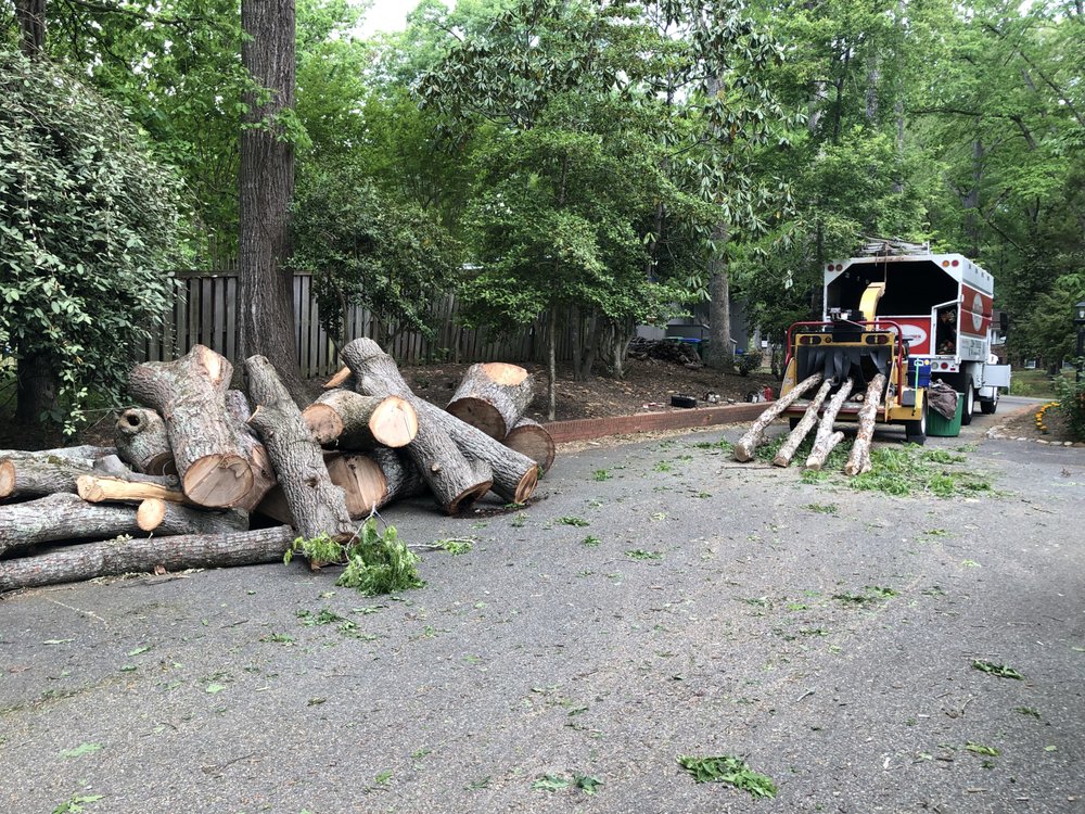 TRUETIMBER ARBORISTS Updated September 2024 24 Photos & 17 Reviews