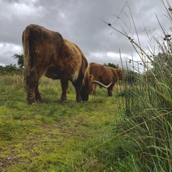 Haggis Adventures - Hairy Cows, or as the Scots say "Hairy Coos!"