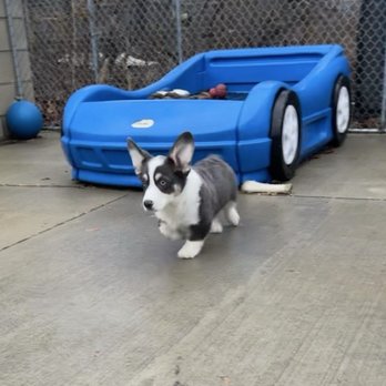 Topdog Pet Care - #1 pup care in Jackson! - Pet Groomers Near Me - Jackson, Michigan Topdog Pet Care - #1 pup care in Jackson! - Pet Groomers Near Me - Jackson, Michigan