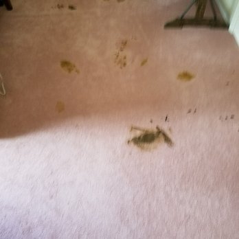 Pet Stain — Photo 2