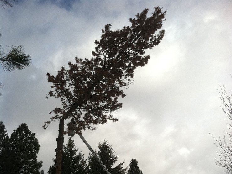Treasure State Tree Service - tree service in Missoula, MT