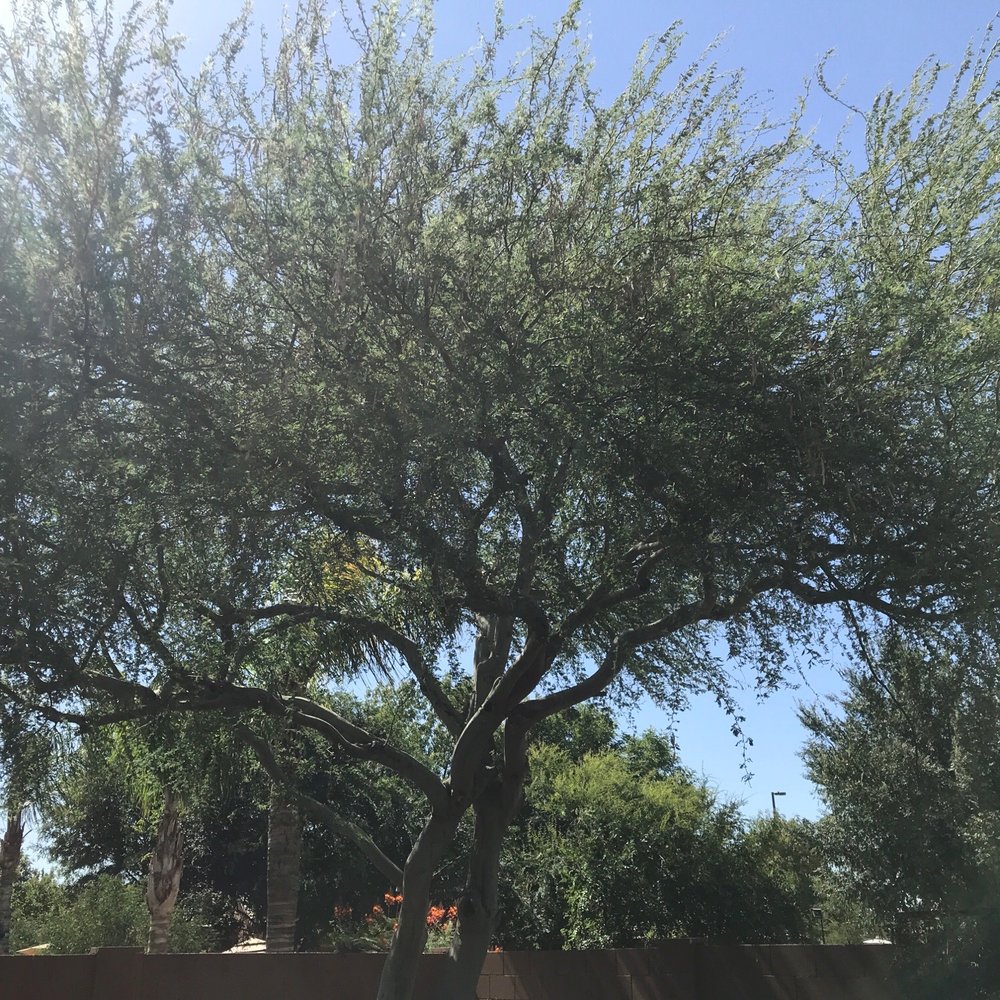 Shady Tree Services and Landscaping - This thing grows fast and was well overdue some professional help. - Tree Services Near Me