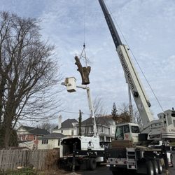 Bolton Landscaping and Tree Service  - Crane assisted tree removal in doylestown for a dying maple tree.
