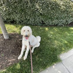 Woofie’s