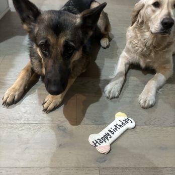 Unbreakable Bond Dog Training - Pet Training Near Me