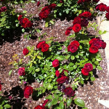 The Berkeley Rose Garden - Roses red and wicked thorns. - Botanical Gardens Near Me - Berkeley, California