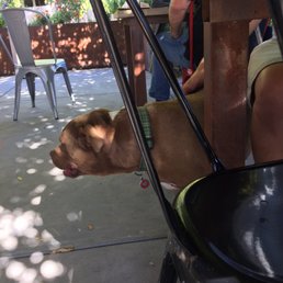 Capone the Hawkes puppy! Capone the Hawkes puppy!