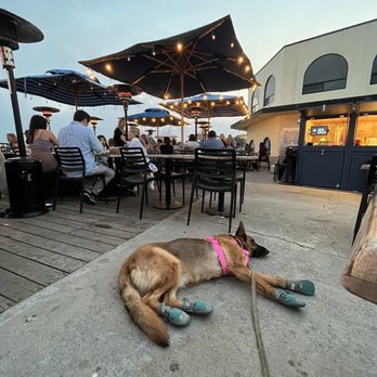 Zelda's - My dog and I having a good time - Bars Near Me - Capitola, California Zelda's - My dog and I having a good time - Bars Near Me - Capitola, California