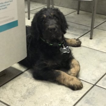 Cornerstone Animal Clinic - Veterinarians Near Me - Dallas, Texas Cornerstone Animal Clinic - Veterinarians Near Me - Dallas, Texas