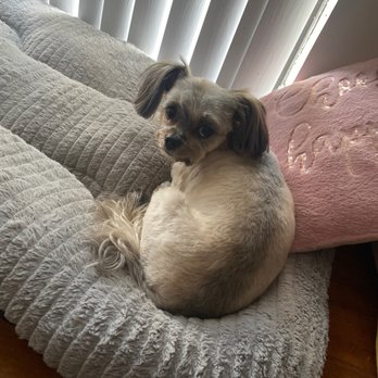 Boss The Pet Connection - Pet Groomers Near Me - Sunrise, Florida