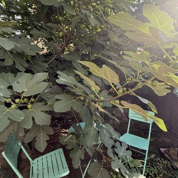 Jungle Tree Landscaping - Before and after - Lawn Services Near Me Jungle Tree Landscaping - Before and after - Lawn Services Near Me