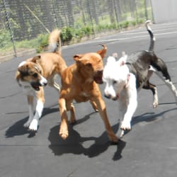 Bark Avenue Pet Resort