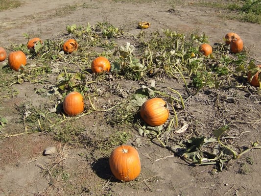 Curtis Orchard & Pumpkin Patch by null