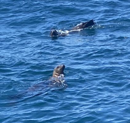 Chris' Fishing and Whale Watching by null
