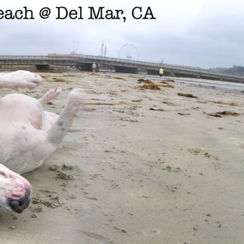 Del Mar North Beach - Aloha Friday! (At da' beach w/HAPA Boy) - Beaches Near Me - Del Mar, California