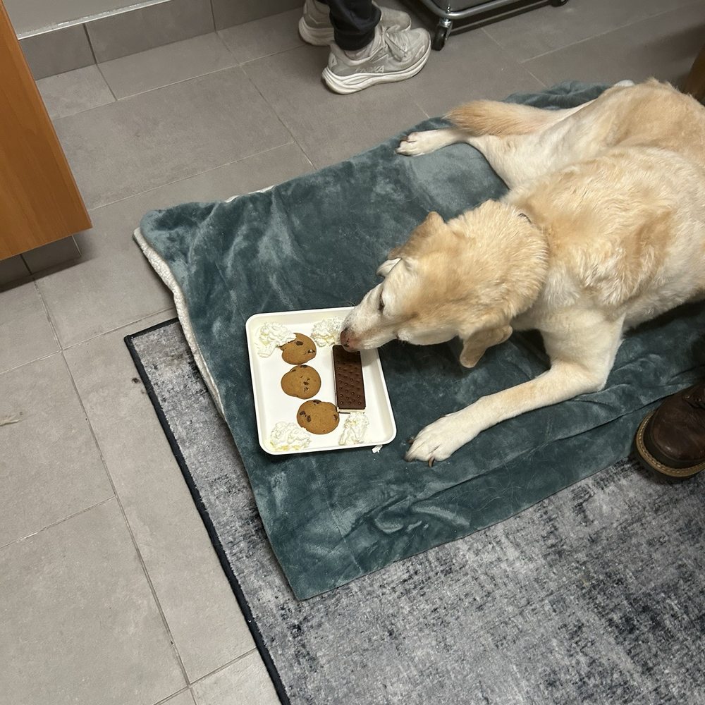 last treat last treat