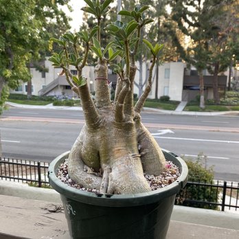 Upland Nursery - Desert Rose with immaculate caudex - Nurseries & Gardening Near Me - Orange, California