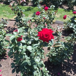 Cook Memorial Park and Rose Garden - Red Roses Mean Love Right ?