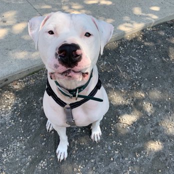 Second Chance Dog Walking & Sitting - Dog Walkers Near Me