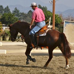 Rue Training Services - Morgan reining and trail horse