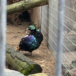 Garlyn Zoo