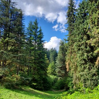 Hoyt Arboretum - Trees - Botanical Gardens Near Me - Portland, Oregon