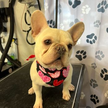Abbi's Grooming - Pet Groomers Near Me - Lincoln, California Abbi's Grooming - Pet Groomers Near Me - Lincoln, California