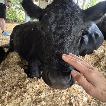 Krishna Cow Sanctuary - Me petting one of the cows - Animal Physical Therapy Near Me
