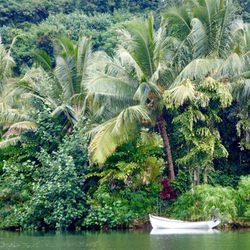 A beautiful scene on the Hanalei River.