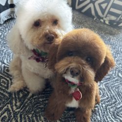 Pawsitively Purrfect - Kidd and Ocean