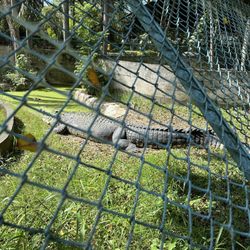 Davao Crocodile Park