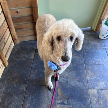 PuppyCuts Too - Freshly Groomed standard poodles, female, clean face and paws - Pet Groomers Near Me - San Luis Obispo, California PuppyCuts Too - Freshly Groomed standard poodles, female, clean face and paws - Pet Groomers Near Me - San Luis Obispo, California