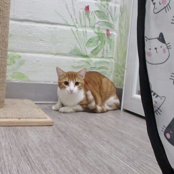 Cat Boarding by Nourish - Opie - Pet Stores Near Me - Houston, Texas
