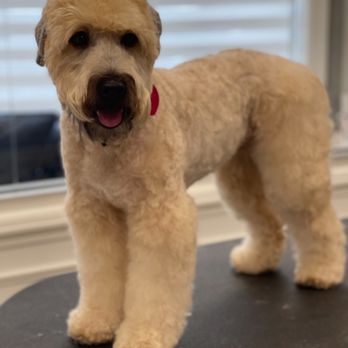 Studio Paws - Pet Groomers Near Me - Lindenhurst, New York Studio Paws - Pet Groomers Near Me - Lindenhurst, New York