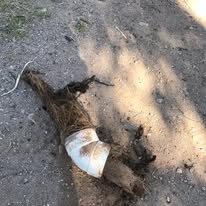 Slide of Iron Wolf Plumbing And Rooter
