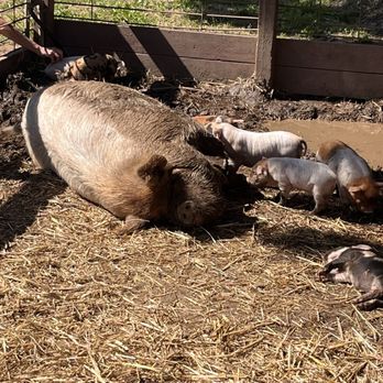 Fog Willow Farms - Attraction Farms Near Me - Wilton, California