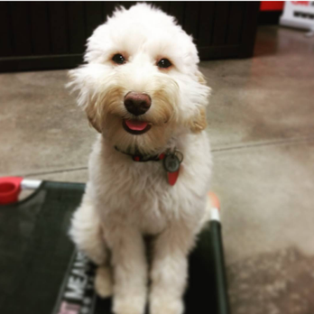 Sit Means Sit - Pet Training Near Me - Edmond, Oklahoma