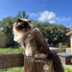 The Cat Care Clinic - Chips Ahoy