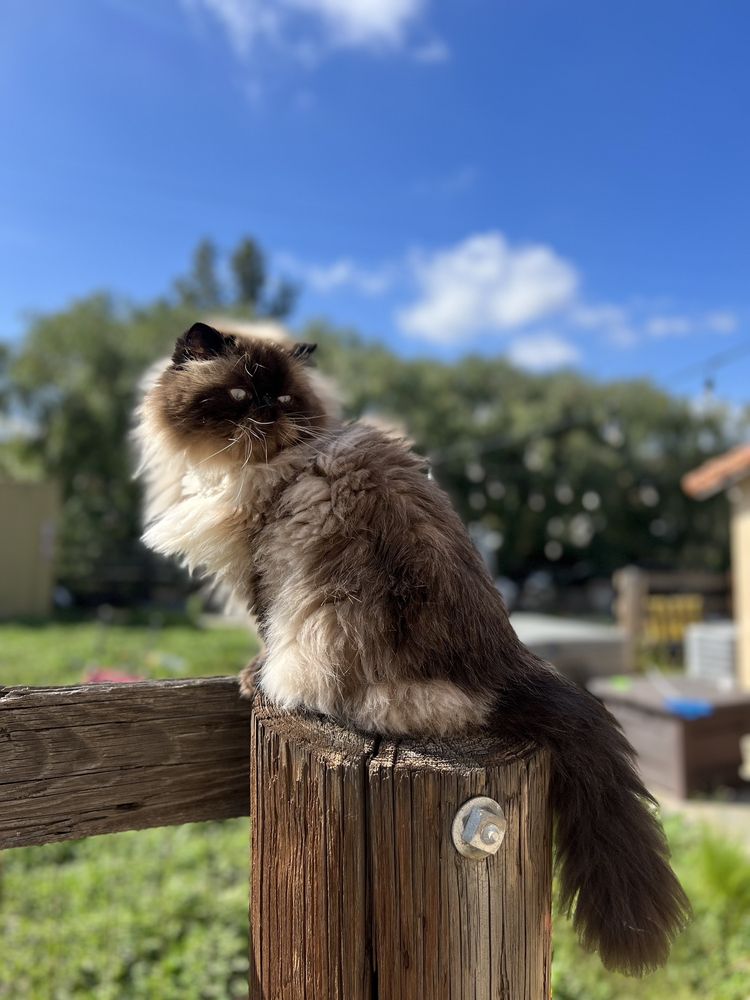 THE CAT CARE CLINIC Updated October 2024 122 Photos & 335 Reviews